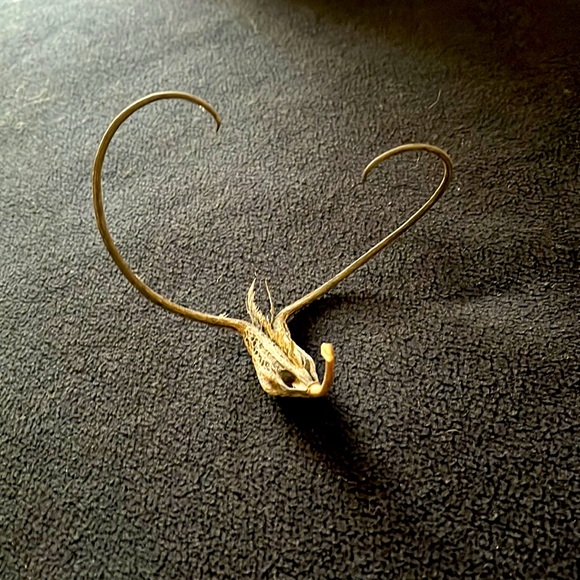 Devil’s Claw - Picture 2 of 4